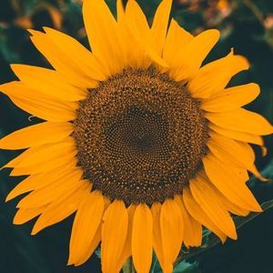 Meet your Posher, Kris